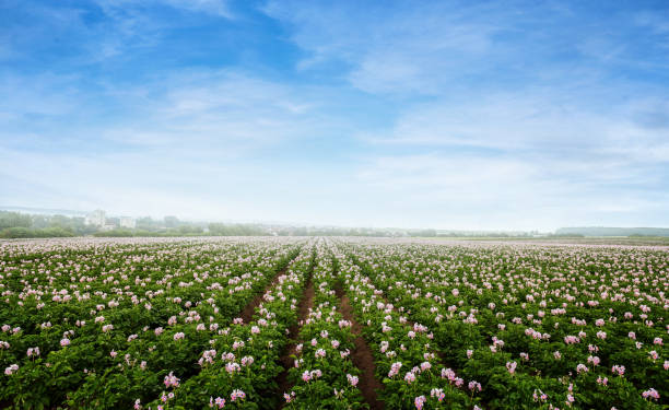 potato flowers blooming in the field - raw potato field agriculture flower imagens e fotografias de stock