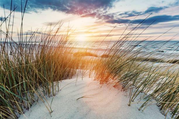 istock Grassy dunes and the Baltic sea at sunset 1151044405