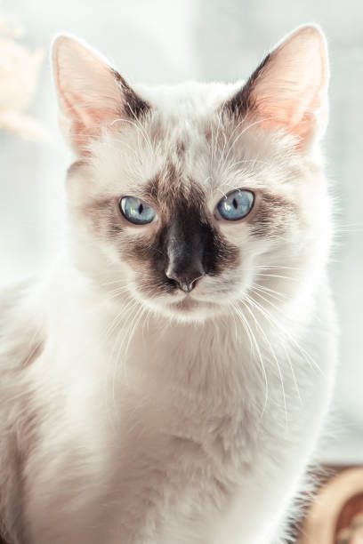 istock white cat with dark spots and blue eyes 1151046204
