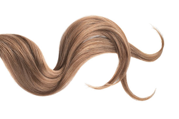 istock Brown hair isolated on white background. Long wavy ponytail 1151046390