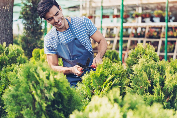 istock Smiling gardener trimming thuja trees 1151047139