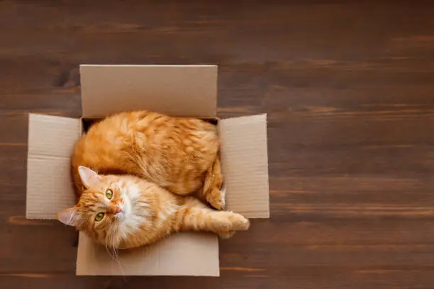 Photo of Cute ginger cat lies in carton box on wooden background. Fluffy pet with green eyes is staring in camera. Top view, flat lay.