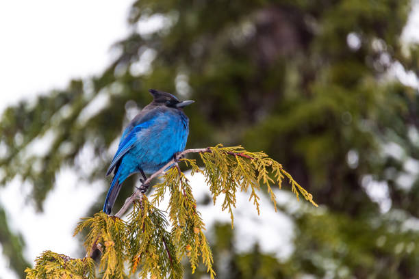 Stellar's Jay on a Tree Closeup view of a Stellar's Jay in Mt. Rainier National Park jay stock pictures, royalty-free photos & images
