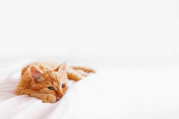 istock Cute ginger cat lying in bed. Fluffy pet is gazing curiously. Stray kitten sleep on bed first time in its life. Cozy home background, morning bedtime. 1151049885
