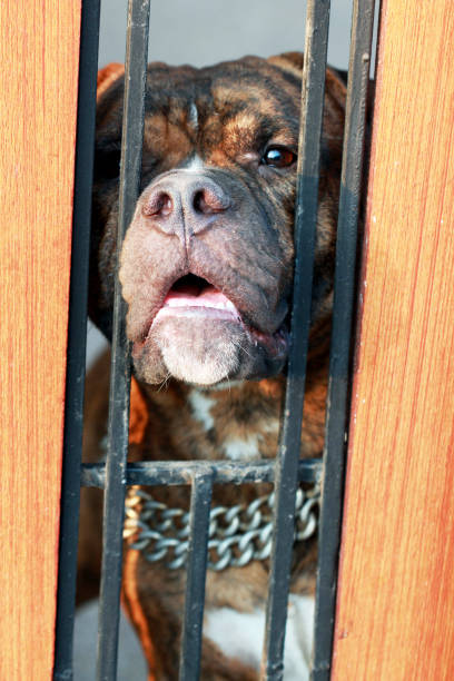 istock bully dog waiting behind a fence 1151051472