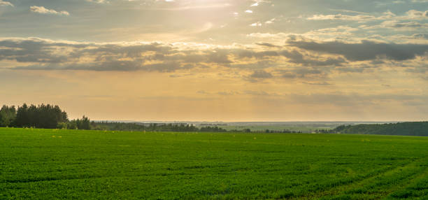 istock evening, sunset over an agricultural field, the sun's rays make their way through the clouds 1151053881