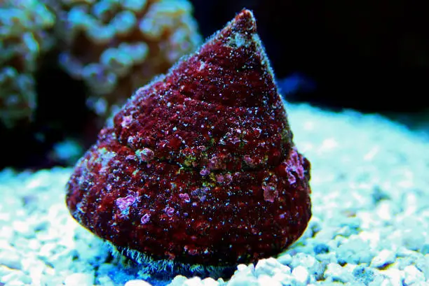 Trochus saltwater aquarium live snail
