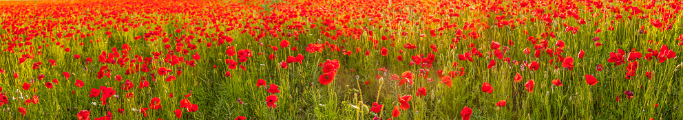 Warm late afternoon summer sunlight flaring over an idyllic field of colorful wild poppies (Papaver rhoeas).