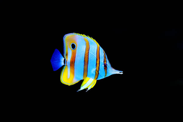 Chelmon copperband butterfly fish in reef aquarium Chelmon copperband butterfly fish in reef aquarium angelfish photos stock pictures, royalty-free photos & images