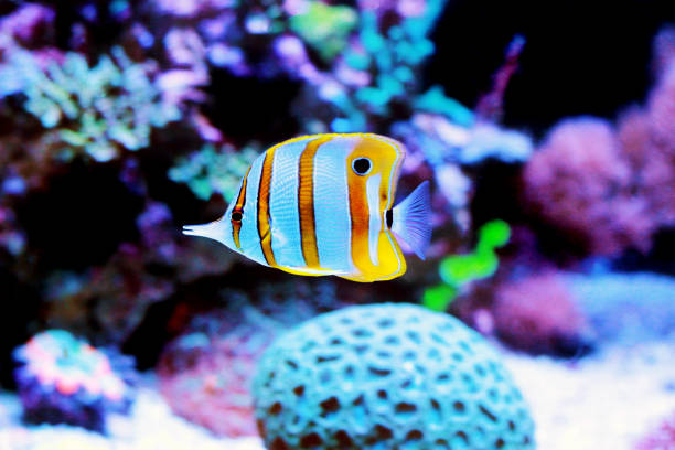 istock Chelmon copperband butterfly fish in reef aquarium 1151055386