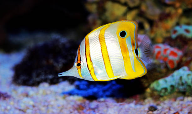 istock Chelmon copperband butterfly fish in reef aquarium 1151055390