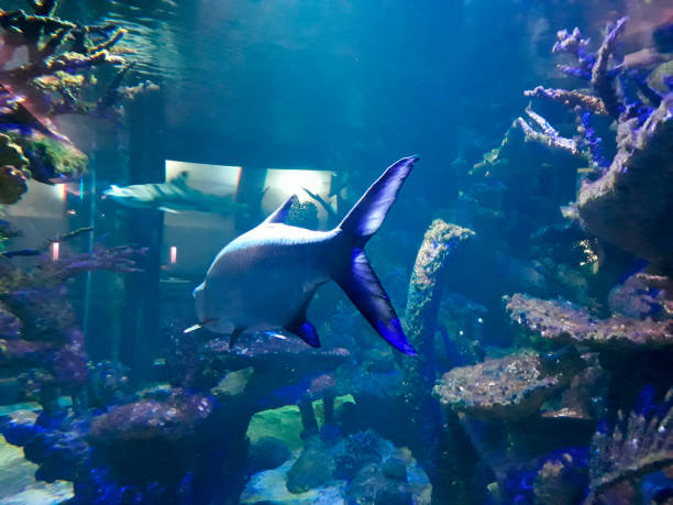 Kids looking at fish in a big aquarium