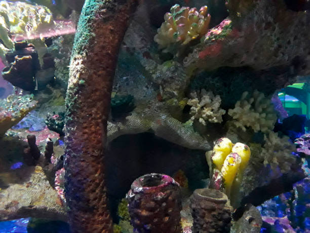 istock Artificial aquatic world, cages imitating oceans, prison wild life. 1151055414