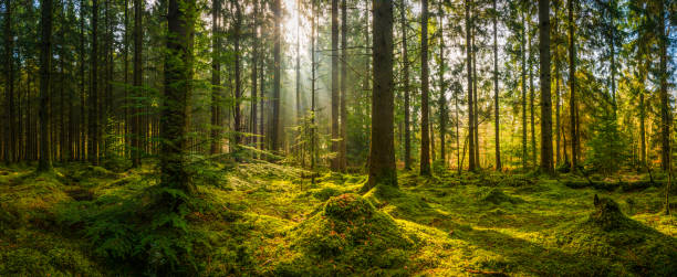 Sunbeams shining through woodland wilderness illuminating idyllic mossy forest panorama Golden beams of early morning sunlight streaming through the pine needles of a green forest to illuminate the soft mossy undergrowth in this idyllic woodland glade. forest floor photos stock pictures, royalty-free photos & images