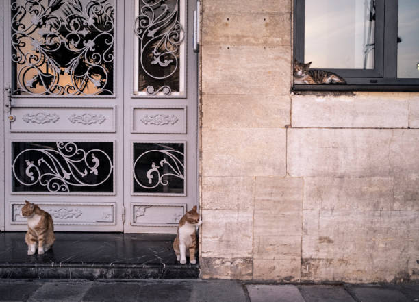 istock Stray Cat front a Building's Entrance Door 1151057817