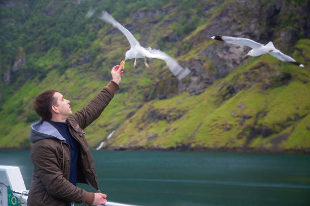 istock Man feeding seagulls flying over the ferry boat 1151057912