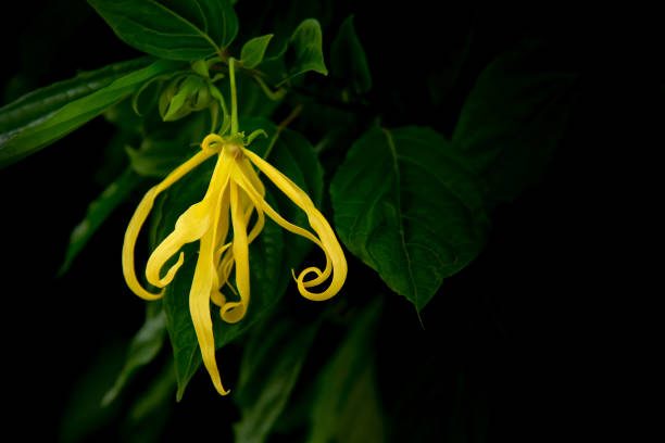 yellow flowers on tree. yellow flowers on tree, Ylang-ylang (Cananga odorata (Lamk.) ylang ylang stock pictures, royalty-free photos & images