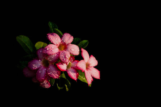 Adenium obesum or Desert Rose with water drops on black background.