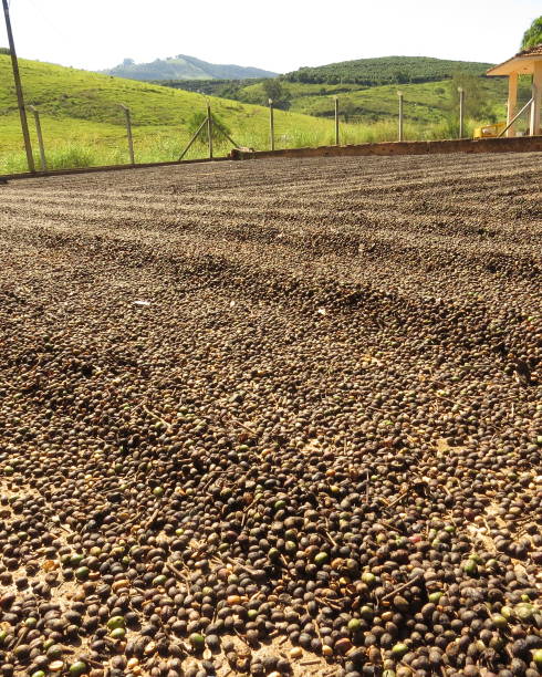 istock washing and drying coffee beans 1151059576