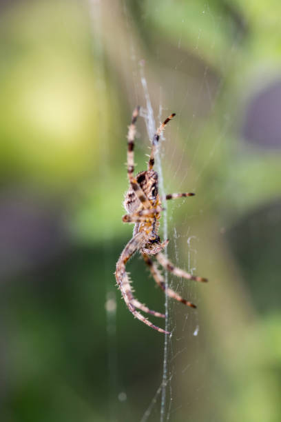 istock English spider close-up in garden 1151059843