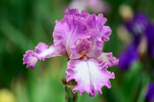 A Lavender Variegated Iris in the Garden
