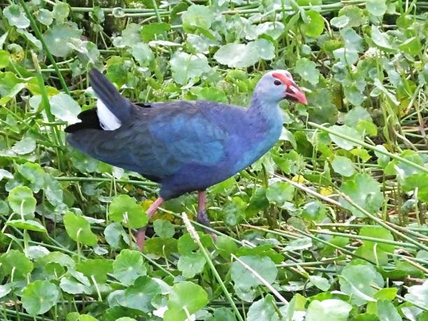 istock Grey-headed Swamphen (Porphyrio poliocephalus) in the Florida wetlands 1151062882