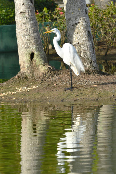 istock White Egret Sitting on the Edge of a Lake 1151063654