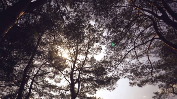istock Old tall pines pinery sway in the wind against the sky. Tree trunks swaying, hissing branches. In autumn, spring in sunny weather 1151064031