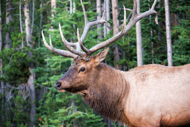 istock Closeup of an Elk 1151064854