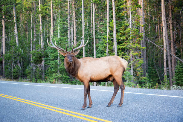 Elk Crossing a Road Large Elk crossing a road in Yellowstone National Park bull pine stock pictures, royalty-free photos & images