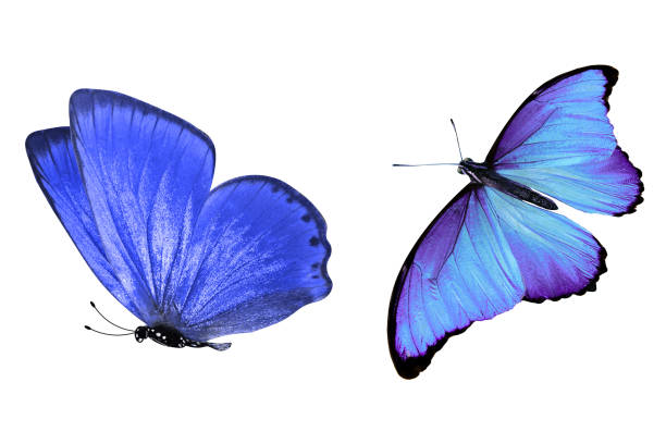 istock tropical blue butterfly. isolated on white background 1151066584