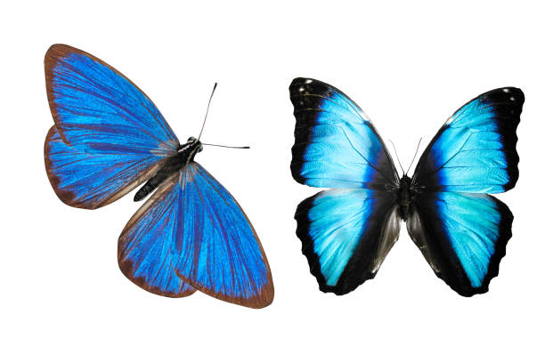istock tropical blue butterfly. isolated on white background 1151066654