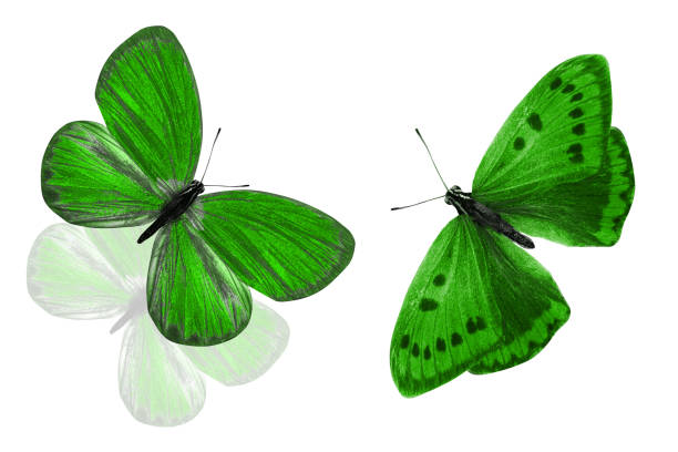 istock green butterflies. Isolated on white background. color insect. 1151066659