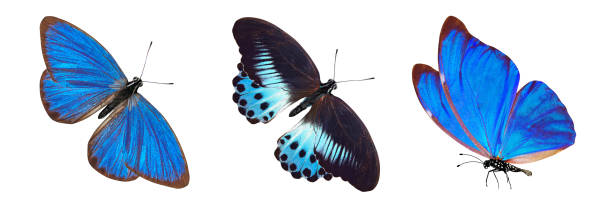 istock flock of blue butterflies isolated on white 1151067335