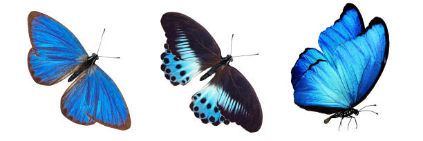 istock flock of blue butterflies isolated on white 1151067336