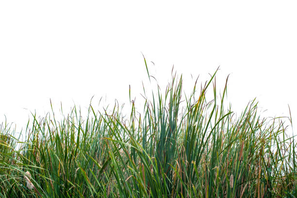 green grass on white backgroud green grass on white backgroud prairie stock pictures, royalty-free photos & images