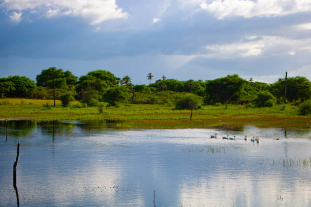 istock Geese swimming in the river 1151077400