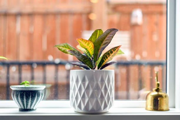 istock Potted plants and mister on window sill 1151085320