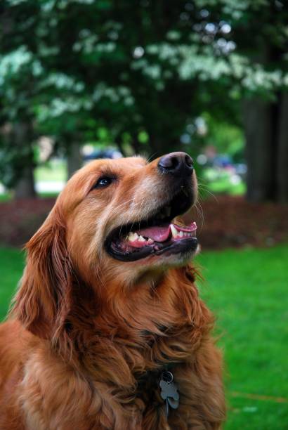 istock Happy Golden boy 1151085365
