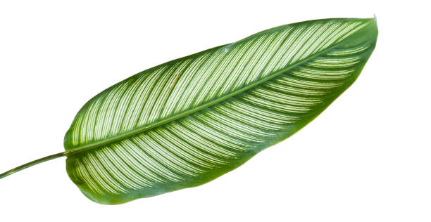 istock Exotic striped leaves Calathea Ornata Albolineata 1151085522