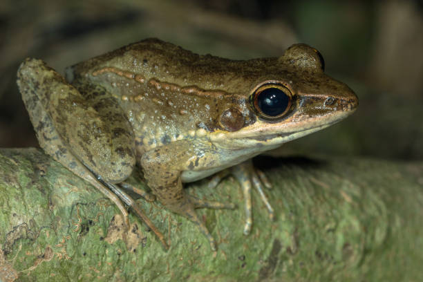 istock Australian Wood Frog (Papurana daemeli) 1151087627