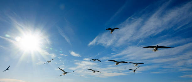istock Group of seagulls flying over sunny blue sky 1151092266