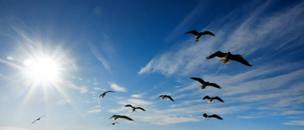 日当たりの良い青空の上に飛んでいるカモメのグループ - sunny day sunlight seagull ストックフォトと画像