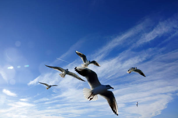 istock Group of seagulls flying over sunny blue sky 1151092904