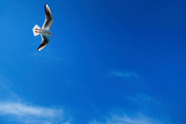 istock Single seagull flying over sunny blue sky 1151093905