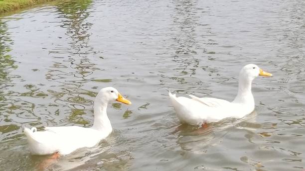 istock Ducks are swimming on the lake 1151093980