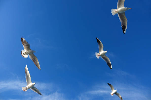 istock Group of seagulls flying over sunny blue sky 1151094008