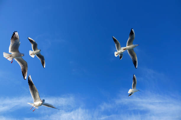 istock Group of seagulls flying over sunny blue sky 1151094009