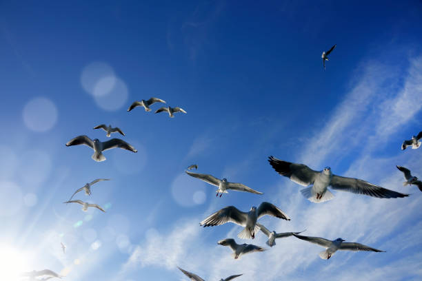 istock Group of seagulls flying over sunny blue sky 1151094100