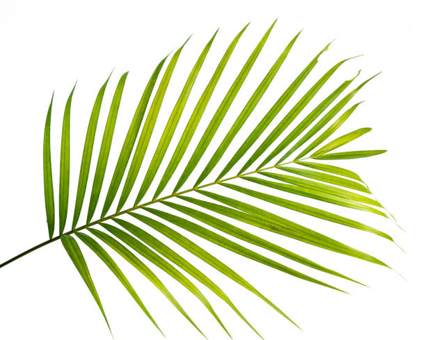 istock Leaf stem of Palm 1151094124